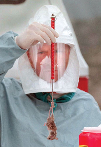 A researcher from the University of Nwew Mexico, shown in this 1996 photo, weighs a mouse caught in traps near Placitas during a study of hantavirus. Courtesy Photo 